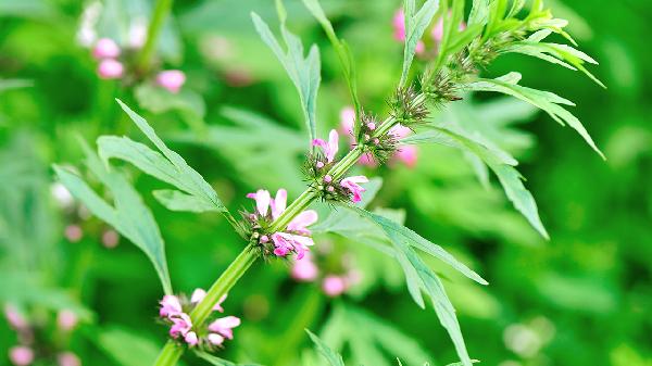 蒜苔怎样保存新鲜？